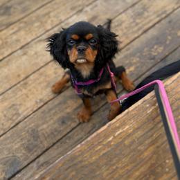 Kiki - Trained Puppy Green Collar ) - Black and tan female Cavalier King Charles Spaniel puppy in Somerset, California from Cantina Labs and Cavs