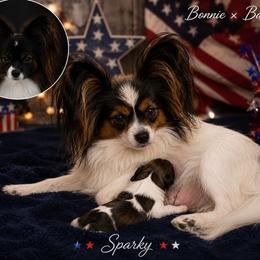 Sparky - White and sable male Papillon puppy in Coatesville, Indiana from Wendy’s Wings