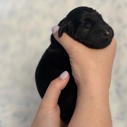 Purple Girl - Black female Flat-Coated Retriever puppy in Mechanicsville, Virginia from Flatline Flat-Coated Retrievers