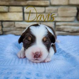 Davis - The Trailblazer - Red tri-color female Australian Shepherd puppy in Pittsville, Wisconsin from Match Dot Pup