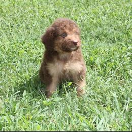 Aussiedoodle Puppies from Royal J Aussies and Aussiedoodles