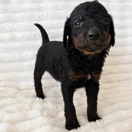 Snickers - Phantom male Poodle puppy in Calimesa, California from Teakwoodpoodleofsocal
