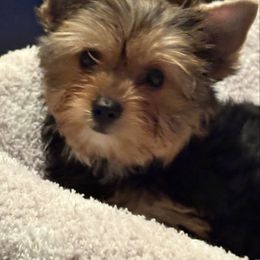 Tyler - Blue and gold female Yorkshire Terrier puppy in Chesapeake, Virginia from Your Key Breeder