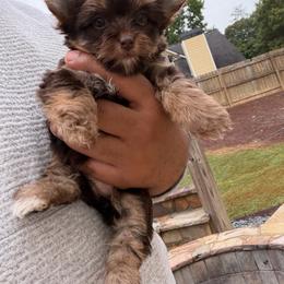NESTLÉ - Chocolate and tan female Yorkshire Terrier puppy in Smryna, Georgia from Owensons’ Kennel