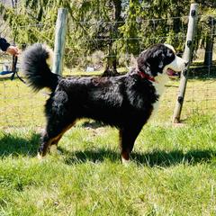 ELMER - Bernese Mountain Dog