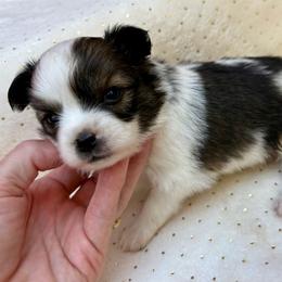 Aurora (light pink) - White and sable female Papillon puppy in Chattanooga, Oklahoma from Lottie Dottie Scottie’s and Papillons
