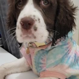 English Springer Spaniels from Tudor Farms English Springer Spaniels