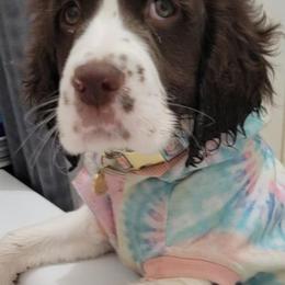 English Springer Spaniels from Tudor Farms English Springer Spaniels