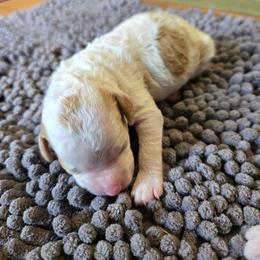 Georgia. AKC. Clear - Red  female Poodle puppy in Nixa, Missouri from Family Poodles
