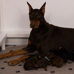 Doberman Pinscher Puppies from Rockin K Kennels