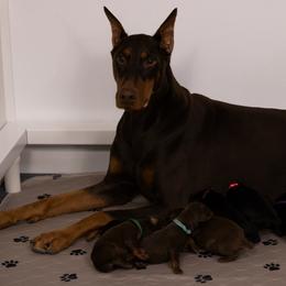 Doberman Pinscher Puppies from Rockin K Kennels