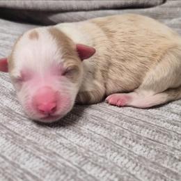 Tito - White and gold male Border Collie puppy in Fresno, California from Alpine Tails