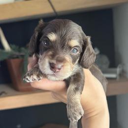 Chocolate boy 2- 3500 - Chocolate and cream male Dachshund puppy in North Branch, Michigan from Monarch Miniature Dachshunds