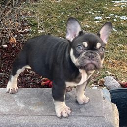 Ozzy - French Bulldog