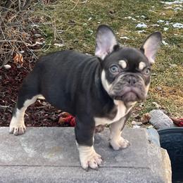 Ozzy - French Bulldog