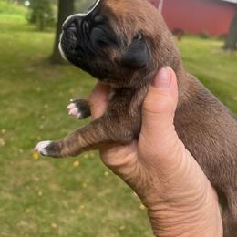 Black mask girl 3 - Fawn female Boxer puppy in Plainwell, Michigan from Hope's Beautiful Boxers