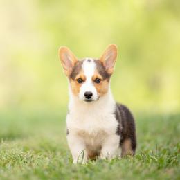 Black collar - Espresso - Black and tan male Pembroke Welsh Corgi puppy in Waverly Hall, Georgia from 6g Ranch Corgis