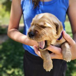 Golden Retriever Puppies from Coppertown Retrievers