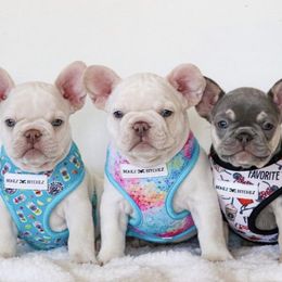 French Bulldogs from Our Frenchie Farm