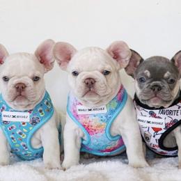 French Bulldogs from Our Frenchie Farm