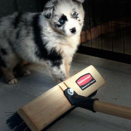 Cali - Blue merle Australian Shepherd puppy in Mineral Wells, Texas from A6 Australian Shepards