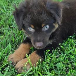 Camshaft - Red tri male Miniature Australian Shepherd puppy in Paris, Texas from Blue Envy Mini Aussies