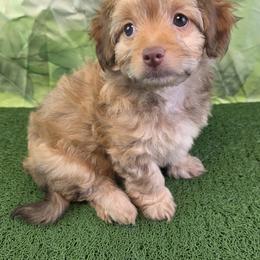 Havapoo Puppies from Tripp's Canines