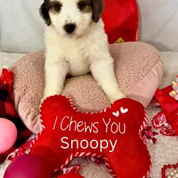 Snoopy - Blue merle male Bernedoodle puppy in Wellsville, Kansas from Fancy Farm Manor Doodles