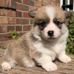 Anise - Red female Pembroke Welsh Corgi puppy in Griffin, Georgia from Rollnoaks & Cottontail AKC Pembroke Welsh Corgis