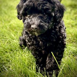 Australian Labradoodle Puppies from Tiny Treasures Australian Labradoodles
