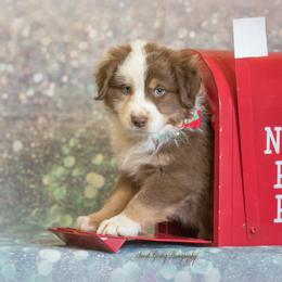 Australian Shepherd Puppies from SS Australian Shepherds