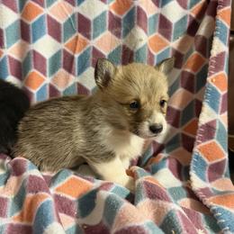 Kenickie - Red male Pembroke Welsh Corgi puppy in Azle, Texas from T & K Corgis