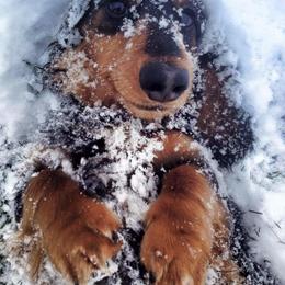 Dachshund Puppies from Lavendell Dachshunds