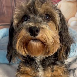 Seylah - Havanese