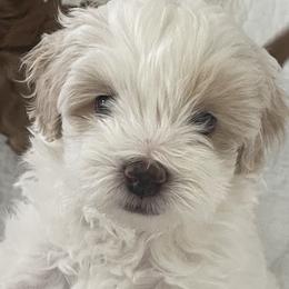 Maltipoo Puppies from Ollie-Pop Paws Breeding