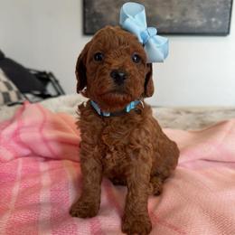 Shelly baby blue - Red  female Goldendoodle puppy in Shingle Springs, California from Creamy Retrievers
