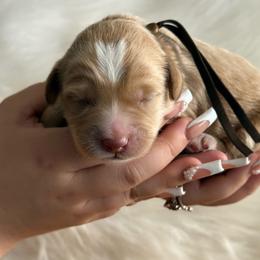 Brown collar - Caramel male Australian Labradoodle puppy in Fontana, California from Grammy's Puppy Love doodles and poodles