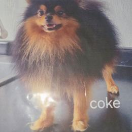 Coke - Pomeranian