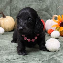 Trinity - Black female Dachshund puppy in Lincoln, Arkansas from Red Dirt Dachshunds