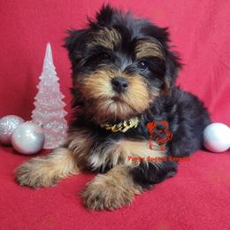 Krissy - Black and tan female Yorkshire Terrier puppy in Fairhope, Alabama from Puppy Sugars Kennels