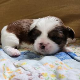 Harold - Chocolate male Shih Tzu puppy in Wolcottville, Indiana from Ducky's Doodles