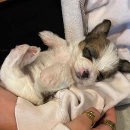 Brown White Parti Female (5 Spots) - Parti female Yorkipoo puppy in Topeka, Kansas from Bayless Yorkiepoos