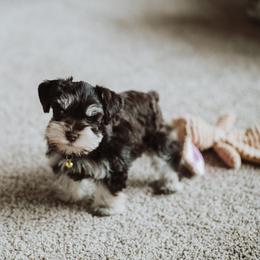 Miniature Schnauzer Puppies from Mountain Point Schnauzers