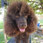 Irish Water Spaniels from TopKnotz Irish Water Spaniels