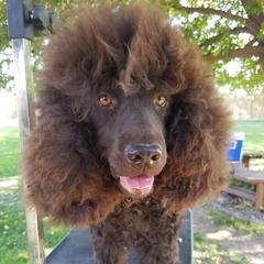 Irish Water Spaniels from TopKnotz Irish Water Spaniels