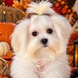 Boy - White male Maltese puppy in Charlotte, North Carolina from Toy Poodle and Maltese Perfection