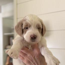 Goldendoodle Puppies from King Family Doodles