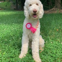 Goldendoodle Puppies from Little Bear Doodles