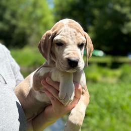 Fauna - Harlequin female Great Dane puppy in Beulah, Michigan from Northwood Euro Danes and Bassets