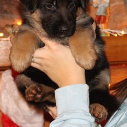 Girl 3 - Black and red female German Shepherd puppy in Claysville, Pennsylvania from Von Kunstlerisch
